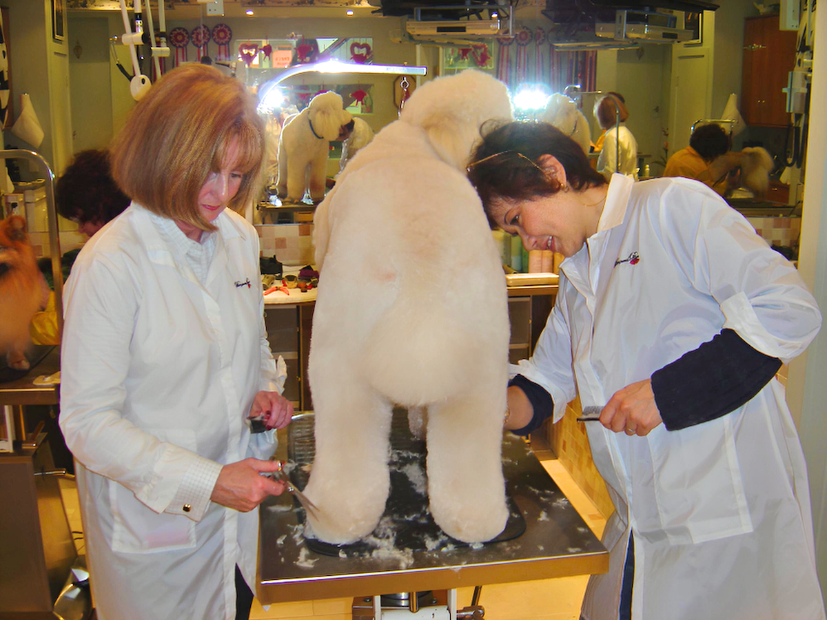 The Pampered Paws team